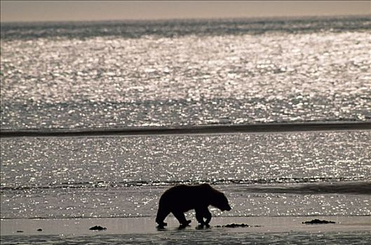 棕熊,海滩,罐,宽,脸,科迪亚克熊,阿拉斯加,美国