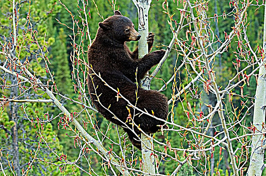 美洲黑熊,白杨,柔荑花,落基山脉,西部,艾伯塔省,加拿大