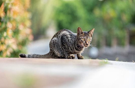 后院花园里玩耍的可爱猫眯