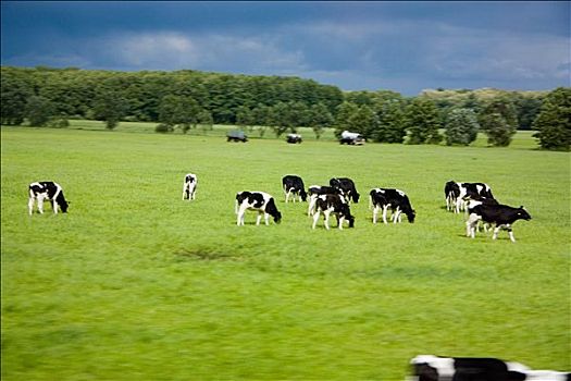母牛,草地,萨克森,德国,模糊