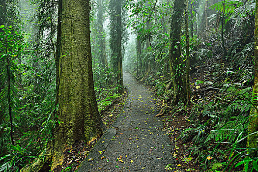 小路,雨林,国家公园,新南威尔士,澳大利亚