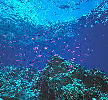 澳大利亚,大堡礁,紫色