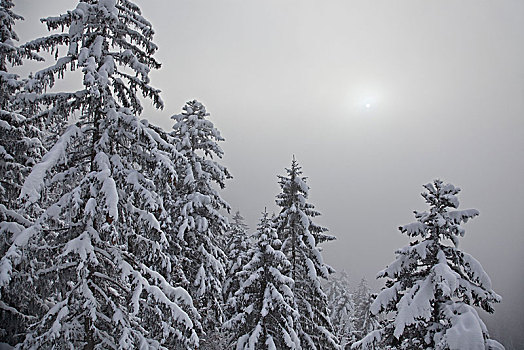 冬天,木头,洛赫特-伊根,上巴伐利亚,巴伐利亚,德国南部,德国