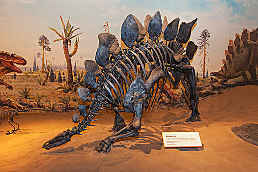 恐龙,展示,皇家,博物馆,古生物,德兰赫勒,艾伯塔省,加拿大