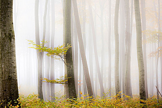 秋天,山毛榉,树林,雾,巴伐利亚,德国,欧洲