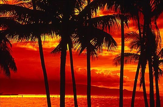 棕榈树,剪影,红色,黄色,日落,反射,海洋