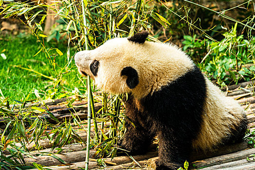 中国,成都,熊猫