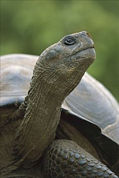 加拉帕戈斯巨龟,加拉帕戈斯象龟,肖像,伊莎贝拉岛,加拉帕戈斯群岛