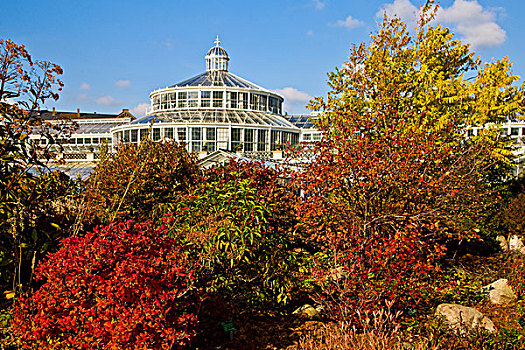 秋天,彩色,植物,花园,哥本哈根,丹麦,欧洲