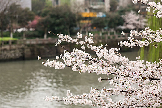 运河,樱花,盛开