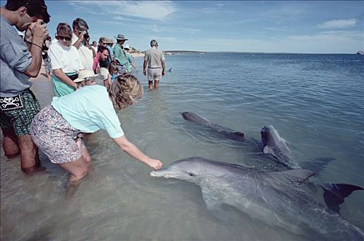 宽吻海豚,群体,游客,浅水,澳大利亚