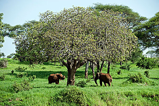 非洲,大象,雄性动物,国家,公园,坦桑尼亚