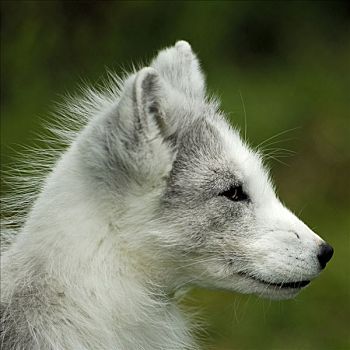北极狐,肖像,挪威北部,斯堪的纳维亚,欧洲