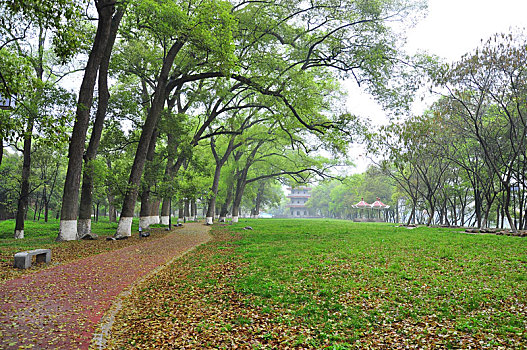 春雨过后生机勃勃的公园