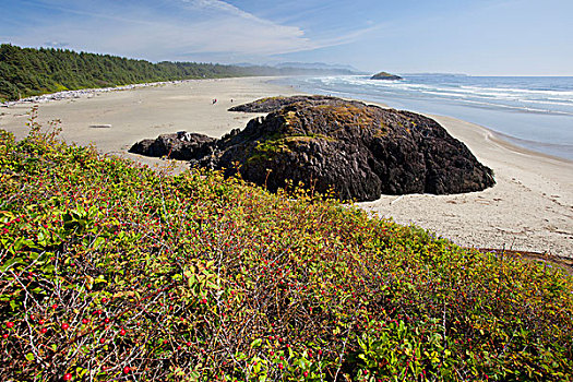 长滩,环太平洋国家公园,靠近,不列颠哥伦比亚省,加拿大