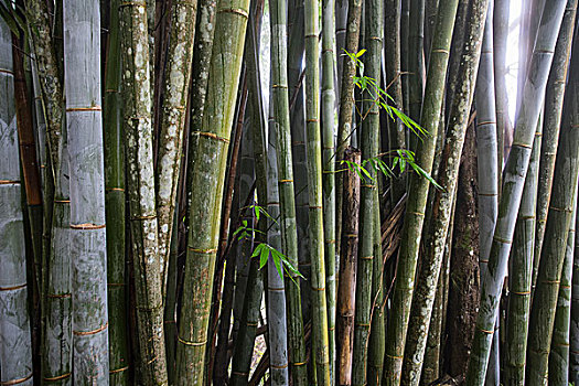 排,竹子,植物,特写,留尼汪岛