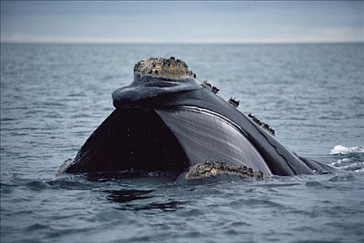 南露脊鲸,展示,鲸须,进食,阿根廷