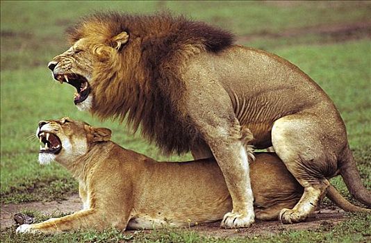 狮子,雄性,雌性,猫科动物,哺乳动物,非洲,动物