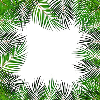 棕榈叶,矢量,背景,白色,插画