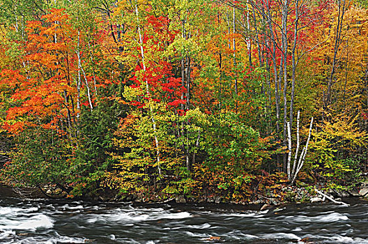 河,树,秋天