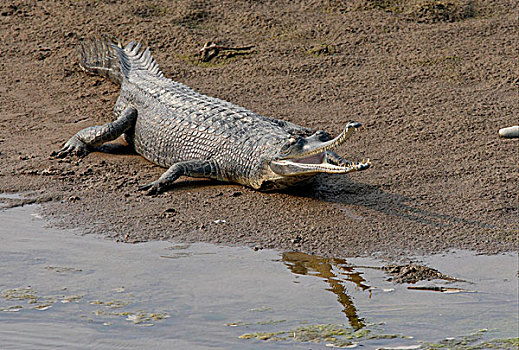 印度鳄,成年,张嘴,休息,沙洲,旁侧,水,奇旺国家公园,尼泊尔,亚洲