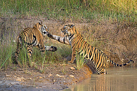 孟加拉虎,虎,2岁,班德哈维夫国家公园,印度