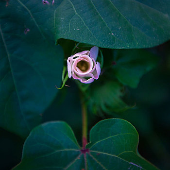 棉花的花朵