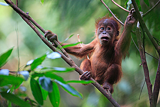 猩猩,黑猩猩,幼仔,婆罗洲,马来西亚