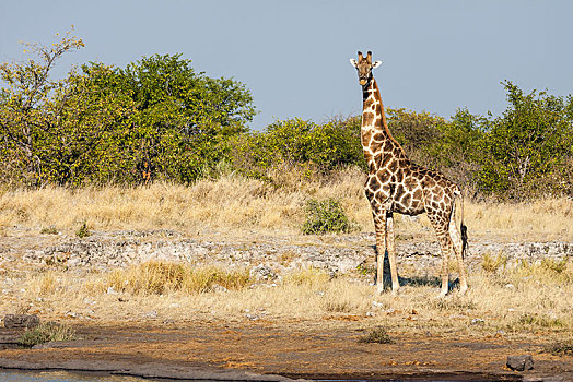 长颈鹿,成年,雄性,埃托沙国家公园,纳米比亚,非洲