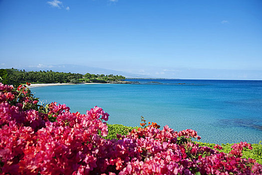 夏威夷,夏威夷大岛,柯哈拉海岸,莫纳克亚,胜地,海滩,叶子花属,花