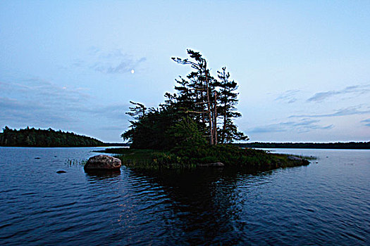 树,岛屿,湖,加拿大