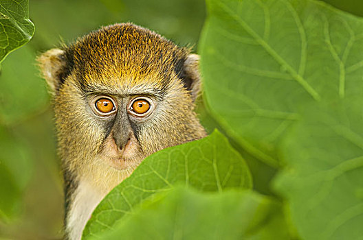 幼兽,猴子,长尾猴属,隐藏,叶子,保护区,加纳