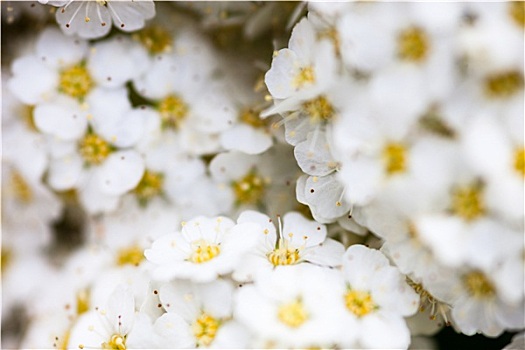 白色,绣线菊属,花