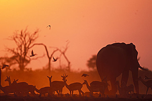 博茨瓦纳,乔贝国家公园,雄性动物,大象,非洲象,黑斑羚,牧群,水边,洞,照亮,日出