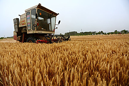 田间收获小麦
