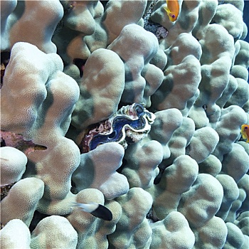 珊瑚礁,珊瑚,蓝色,水下