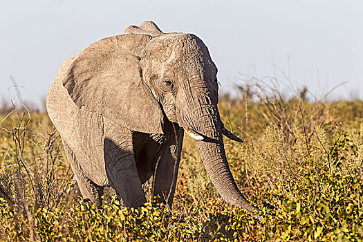 非洲,灌木,非洲象,埃托沙国家公园,纳米比亚