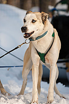 雪橇狗,捆绑,等待,泥,城市,佛蒙特州,美国