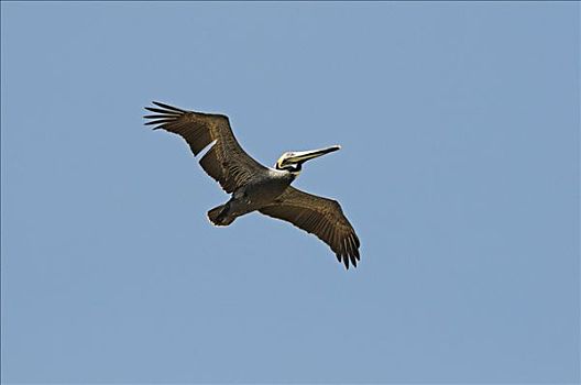 飞,鹈鹕,哥斯达黎加,中美洲