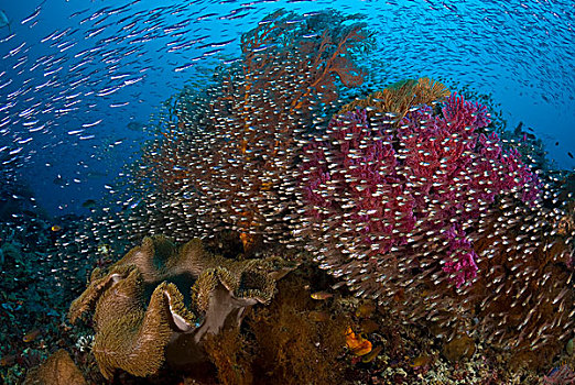 印度尼西亚,四王群岛,鱼群,银色,游动,过去,珊瑚