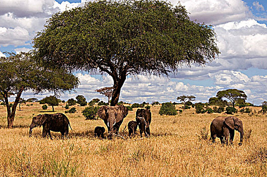 非洲象,土地,塔兰吉雷国家公园,坦桑尼亚