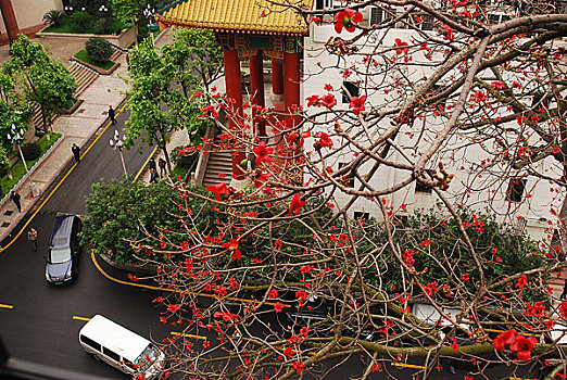 广州市政府大院红棉花