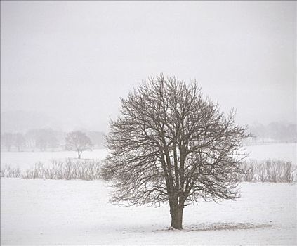 梨,树,空,枝条,冬天,日本