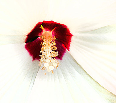 木槿,花,红色,白色,花瓣