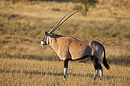长角羚羊,南非大羚羊,羚羊,卡拉哈迪,国家公园,博茨瓦纳,南非,非洲