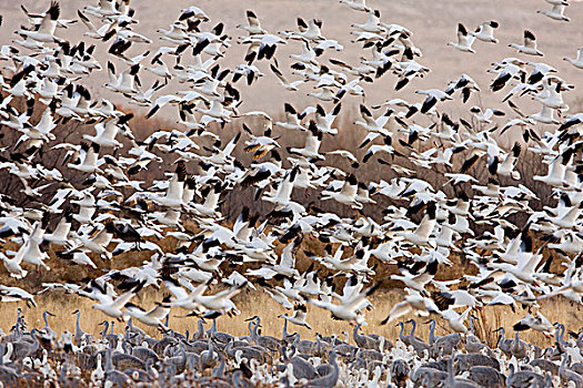 雪雁,成群,飞起,沙丘鹤,仰视,博斯克德尔阿帕奇,新墨西哥