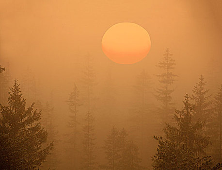 树林,雾,太阳
