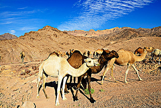 黑色,褐色,白色,单峰骆驼,约旦,亚洲