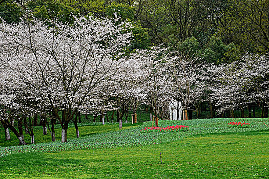 春景太子湾公园的樱花