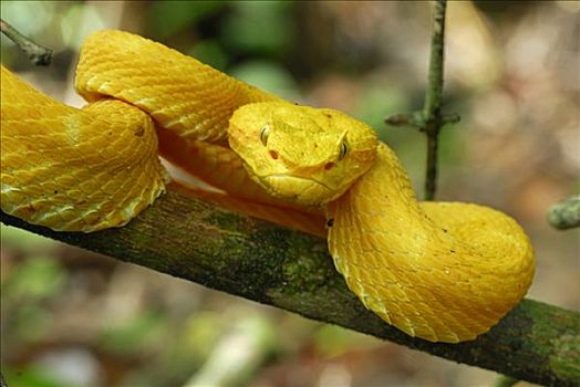 扁斑奎蛇,蝰蛇,黄色,色彩,盘绕,枝头,国家公园,哥斯达黎加